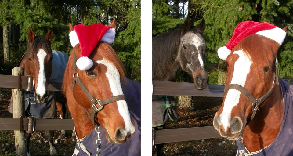 303103_2239890473103_1123284594_31848893_1379146940_n