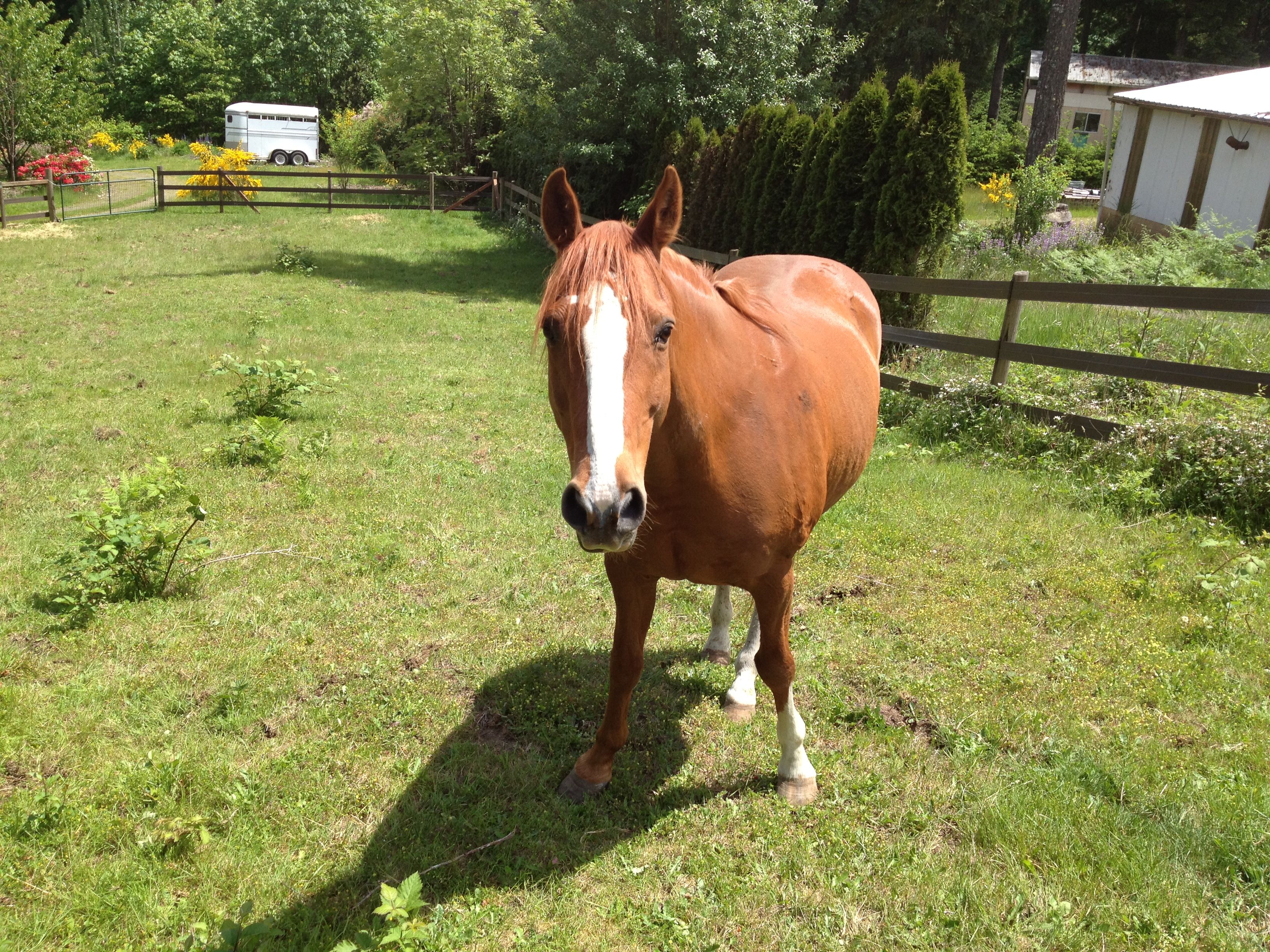 I am the tallest horse