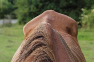 Round Horses — Unite!