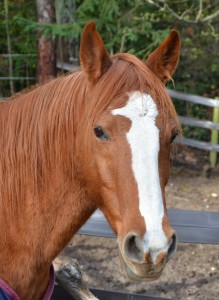 Thank you for the lovely hays!